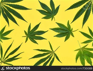 Hemp or cannabis leaves pattern with shades. Close up of fresh Cannabis leaves on yellow background. Top view, flat lay.. Hemp or cannabis leaves pattern with shades. Close up of fresh Cannabis leaves on yellow background