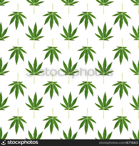 Hemp or cannabis leaves seamless pattern. Close up of fresh Cannabis leaves on white background. Hemp or cannabis leaves seamless pattern.