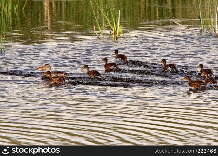 Hen and ducklings swimming in roadside pond