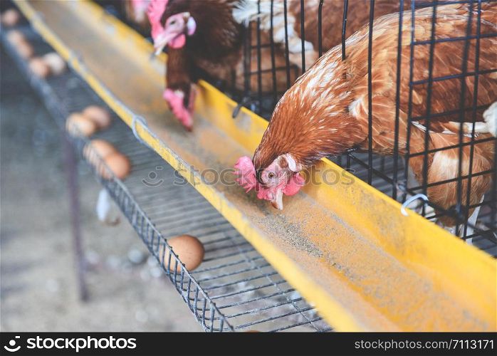 Hen in cage agriculture on indoors chicken farm product and fresh egg chicken