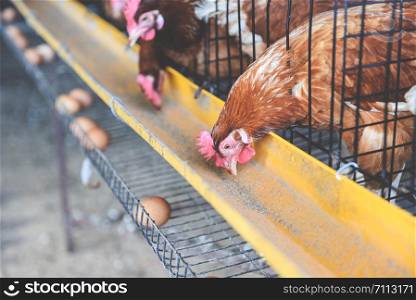 Hen in cage agriculture on indoors chicken farm product and fresh egg chicken