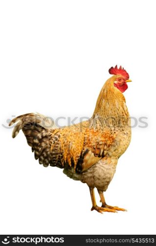 Hen isolated oh white background