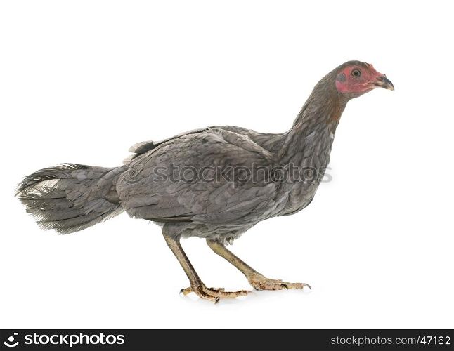 hen spanish Gamecock in front of white background