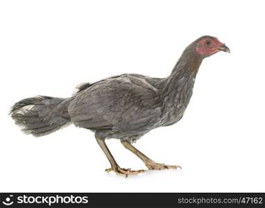 hen spanish Gamecock in front of white background