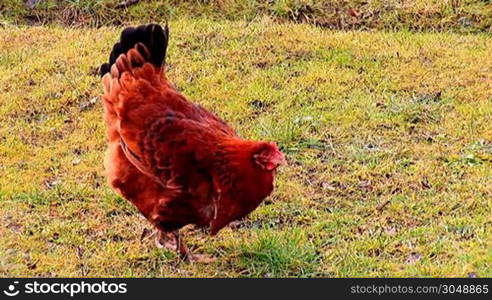 hen walking on the grass