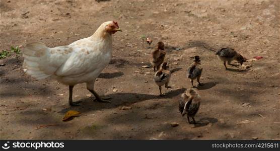 Hen with chickens in a farm, Chiang Dao, Chiang Mai Province, Thailand