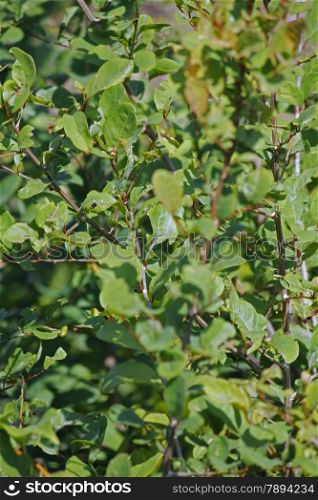 Henna, Lawsonia inermis also known as hina, the henna tree, the mignonette tree, and the Egyptian privet is a flowering plant and the sole species of the Lawsonia genus.