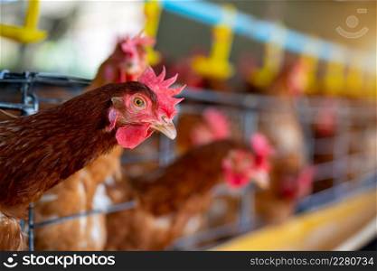 Hens in factory, Chicken in cages