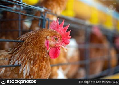 Hens in factory, Chicken in cages