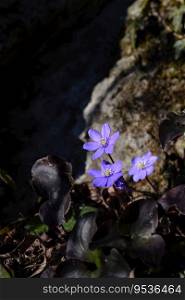 Hepatica nobilis flower in the woods illuminated by the last sunshine