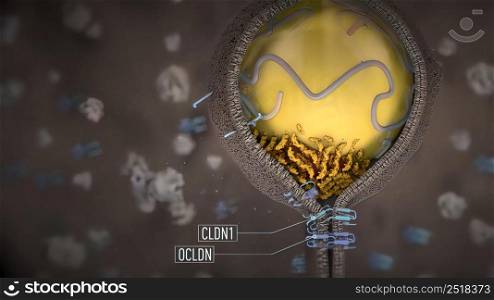 Hepatocytes are the chief functional cells of the liver and perform an astonishing number of metabolic, endocrine and secretory functions. 3D illustration. Medical of Hepatocytes. A key cell type for innate immunity