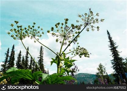 Heracleum flowers against the sky and fir trees
