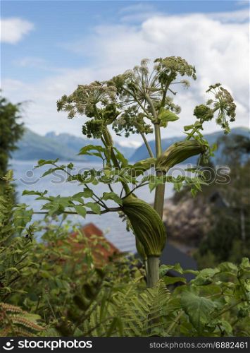 heracleum sphondylium wild pisisonous dangrous plant in norway at the sognefjord