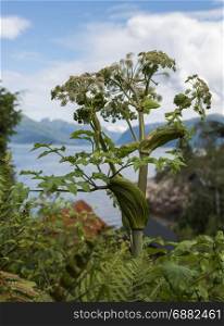 heracleum sphondylium wild pisisonous dangrous plant in norway at the sognefjord