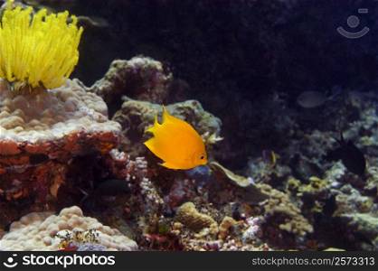 Herald&acute;s angelfish (Centropyge heraldi) swimming underwater, North Sulawesi, Sulawesi, Indonesia