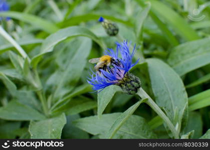 Herb a cornflower meadow flowers
