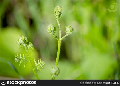 herb fern Siberian, plant