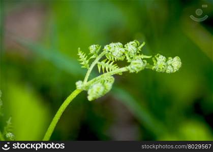 herb fern Siberian, plant