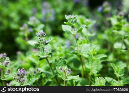 herb mint catnip. nature