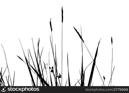 herb silhouette on white background, vector illustration