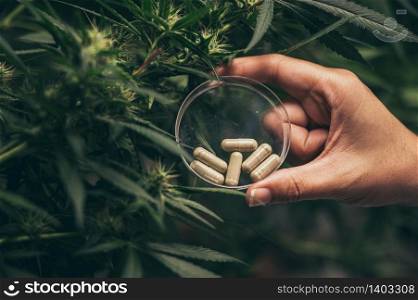Herbal capsules from cannabis weed