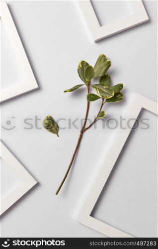Herbal composition with fresh natural ficus leaf and empty frames on a light gray background. Place for text. Flat lay.. Natural organic ficus branch and empty decorative frames on a light background.