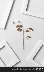 Herbal creative pattern of leaf branch and empty frames on a light gray background with place for text. Flat lay.. Decorative composition with natural plant and empty frames on a light background.