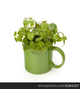 Herbal peppermint tea cup isolated on white background. Alternative medicine concept.