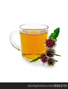 Herbal tea in a glass mug, sprig of flowers burdock isolated on white background