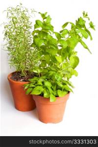Herbs in Pots on White Background - Basil, Mint and Rosemary