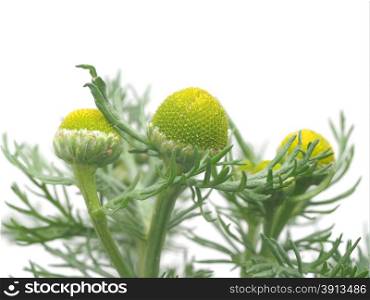 Herbs pineappleweed (Matricaria discoidea) on a white background