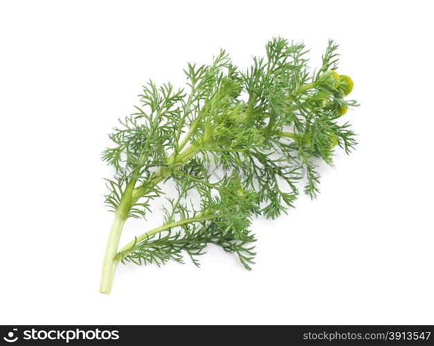 Herbs pineappleweed (Matricaria discoidea) on a white background