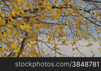 Herbstlich gefSrbter Baum im Wind.