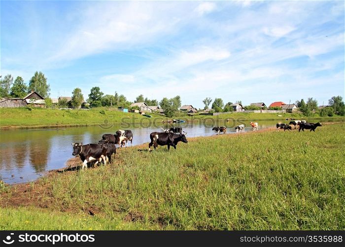 herd cow on river coast