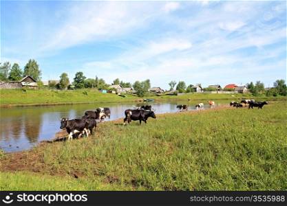 herd cow on river coast