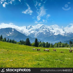 Herd cows on blossoming glade and Mont Blanc mountain massif (Chamonix valley, France, view from Plaine Joux outskirts).