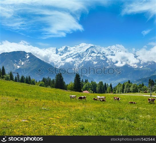 Herd cows on blossoming glade and Mont Blanc mountain massif (Chamonix valley, France, view from Plaine Joux outskirts).