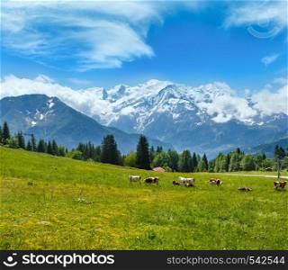 Herd cows on blossoming glade and Mont Blanc mountain massif (Chamonix valley, France, view from Plaine Joux outskirts).