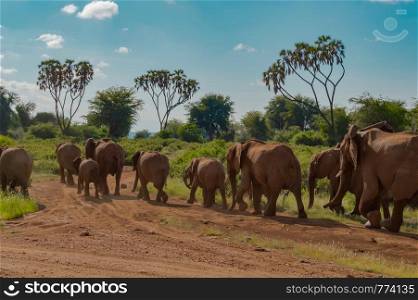Herd elephants in the savannah of Samburu Park in central Kenya