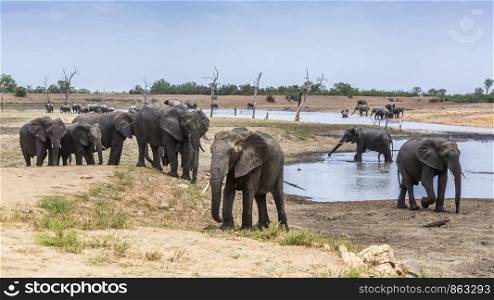 Herd of African bush elephant scenery in lake side in Kruger National park, South Africa ; Specie Loxodonta africana family of Elephantidae. African bush elephant in Kruger National park, South Africa