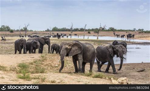 Herd of African bush elephant scenery in lake side in Kruger National park, South Africa ; Specie Loxodonta africana family of Elephantidae. African bush elephant in Kruger National park, South Africa
