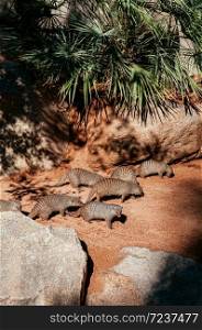 Herd of African Striped Mongoose family under bright sunlight in Valencia Bioparc. Spain