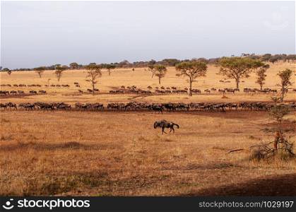 Herd of African wildebeest in golden grass meadow of Serengeti Grumeti reserve Savanna forest in evening - African Tanzania Safari wildlife trip during great migration