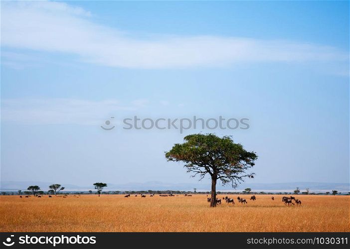 Herd of African wildebeest in golden grass meadow of Serengeti Grumeti reserve Savanna forest in evening - African Tanzania Safari wildlife trip during great migration