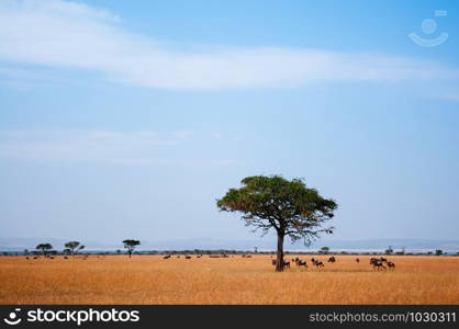 Herd of African wildebeest in golden grass meadow of Serengeti Grumeti reserve Savanna forest in evening - African Tanzania Safari wildlife trip during great migration