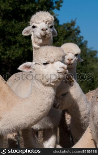Herd of alpacas