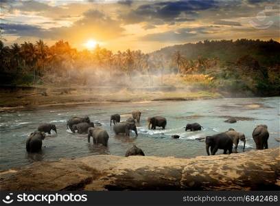Herd of bathing elephants in the river of jungle