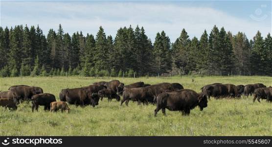 Herd of bison walking in a field, Lake Audy Campground, Riding Mountain National Park, Manitoba, Canada