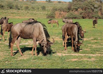 Herd of blue wildebeest (Connochaetes taurinus) grazing in natural habitat, Kalahari, South Africa