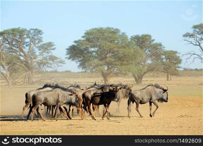 Herd of blue wildebeest (Connochaetes taurinus) in a dusty dry riverbed, Kalahari desert, South Africa